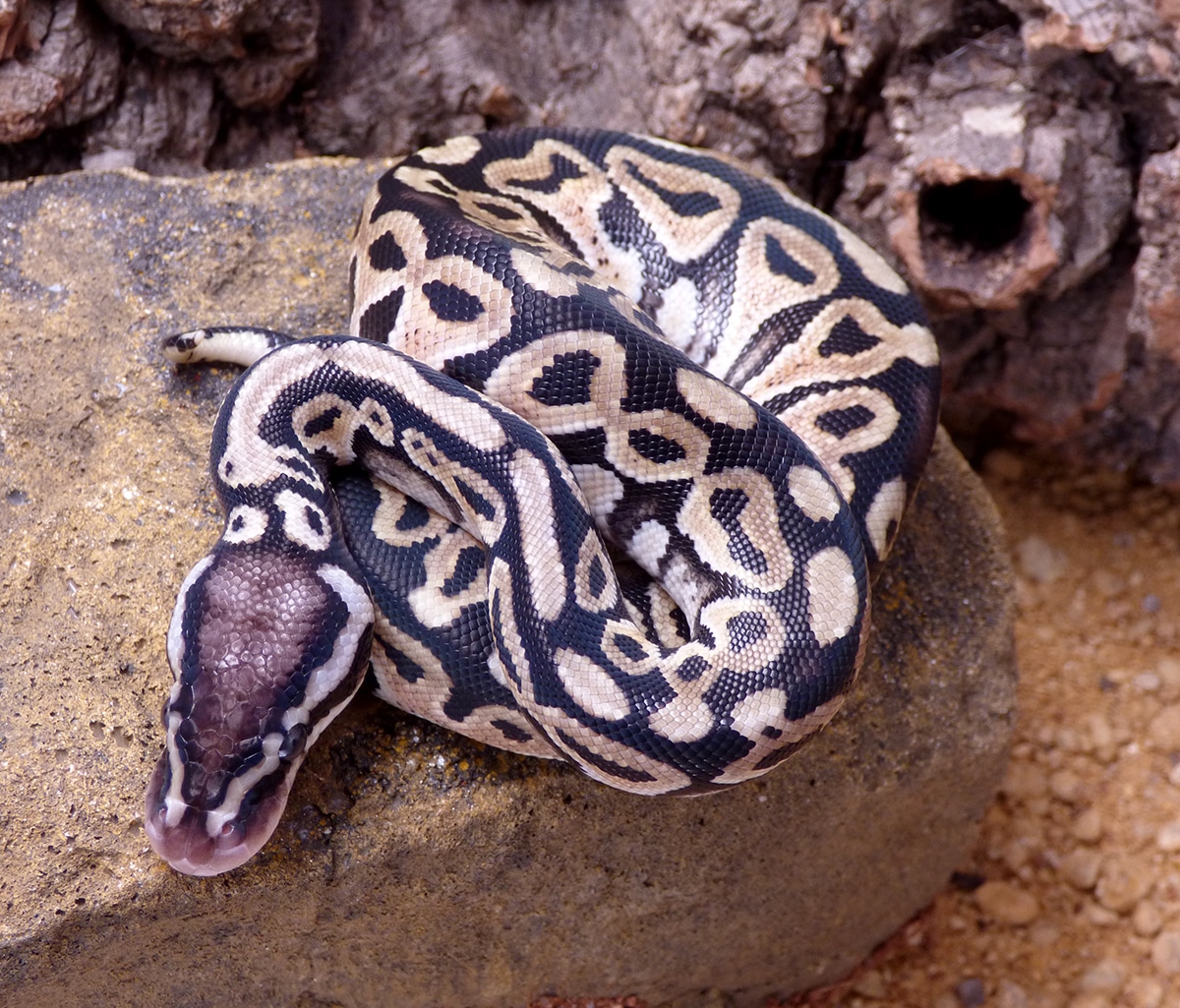 Pastel HRA Het Puzzle Ball Python by Morph Magic Ball Pythons MorphMarket
