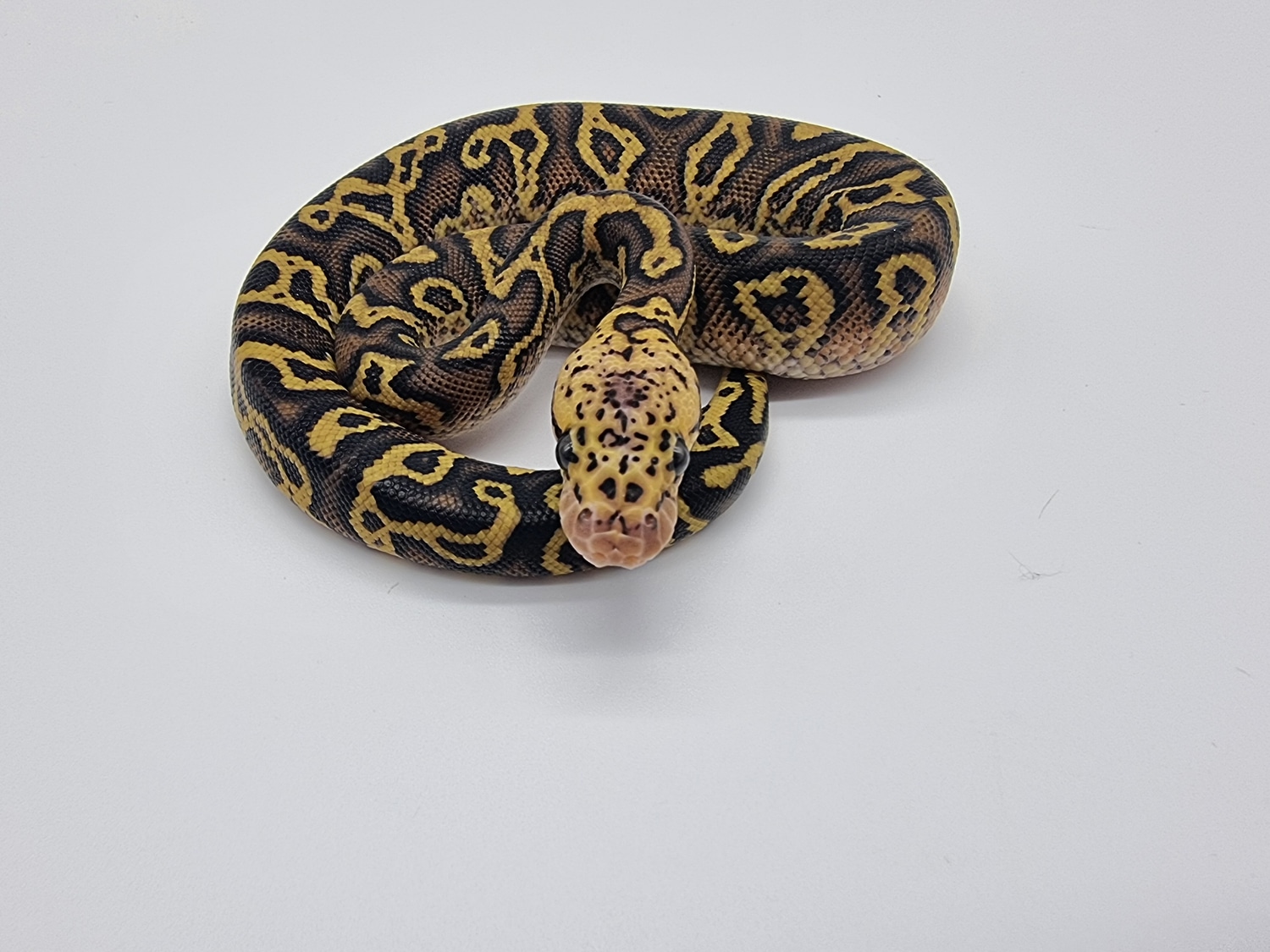 Pastel Confusion Stranger Clown ( Pos Cypress) Ball Python by Morph ...