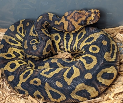 Leopard Confusion Stranger Clown Ball Python by Morph Magic Ball ...