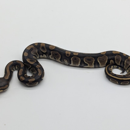 Stranger Confusion Clown Ball Python by Morph Magic Ball Pythons ...