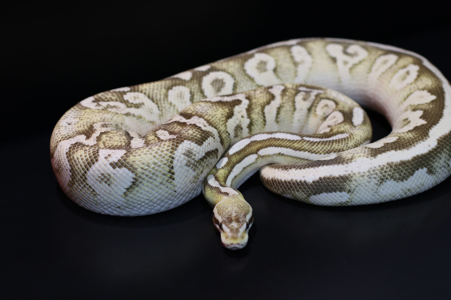 Pastel Fire Mojave Ball Python by Morph Maker Reptiles - MorphMarket