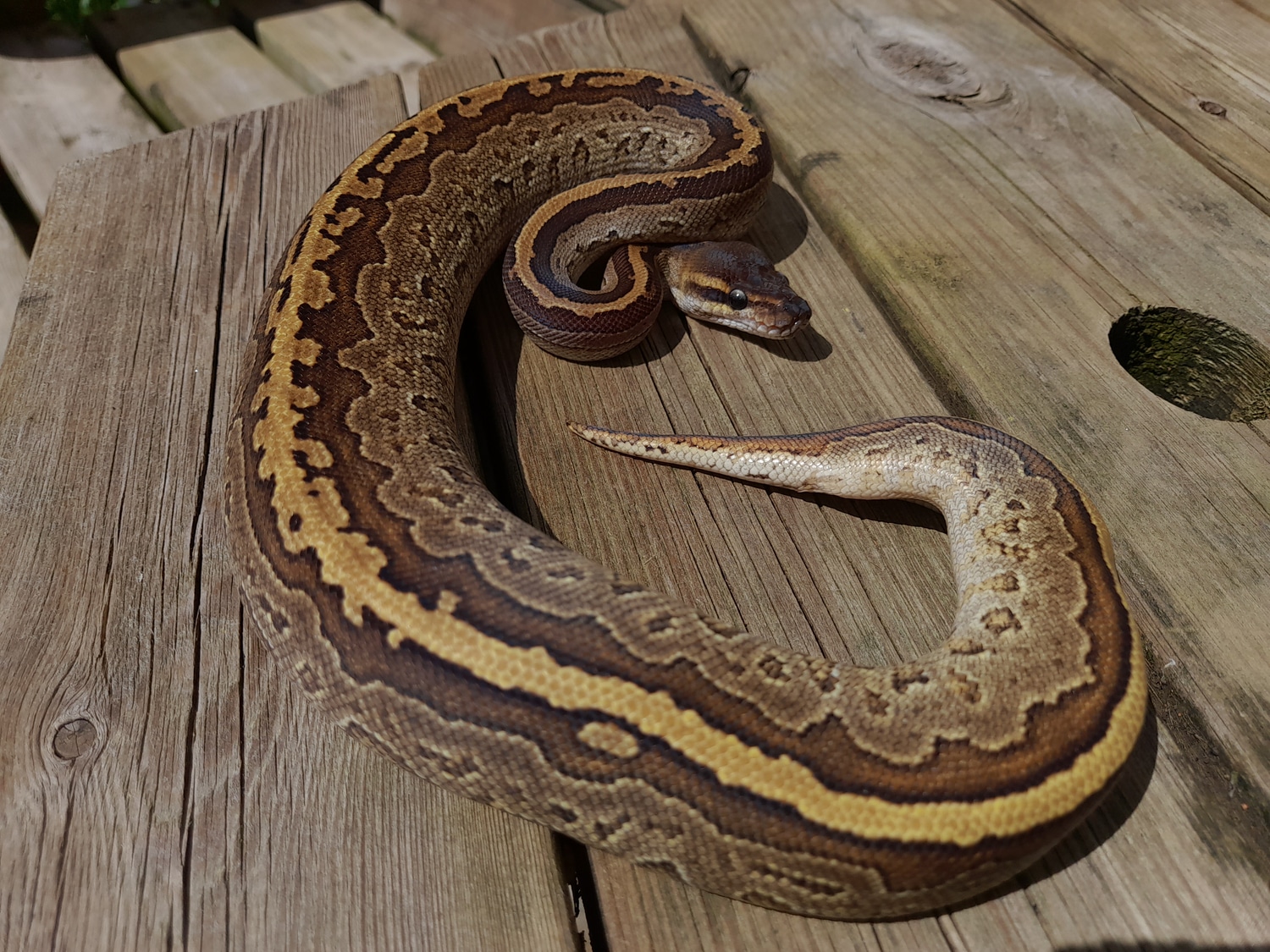 Blackhead Red And Ringer Gene Phantom Pinstripe Ball Python by Morphman ...