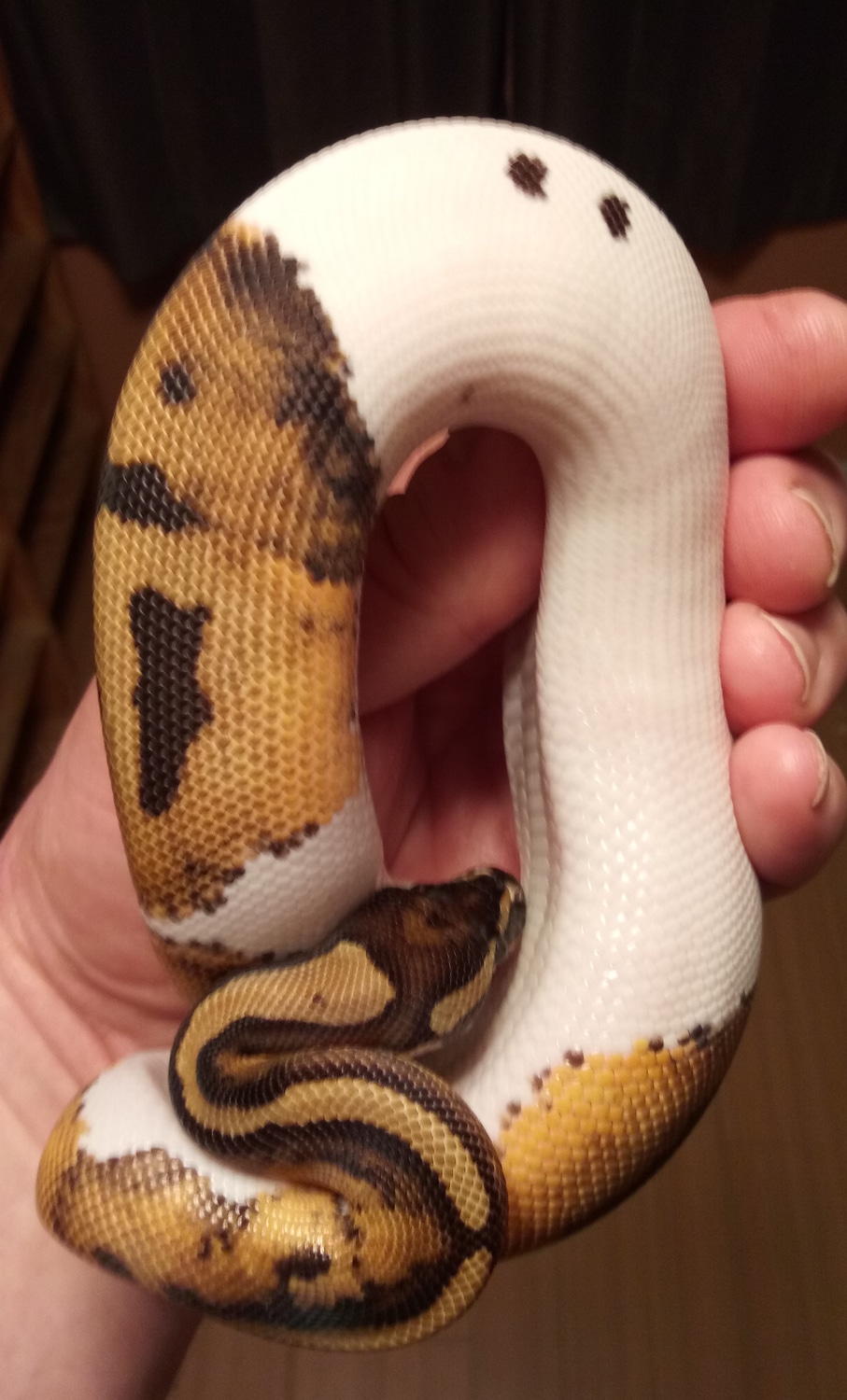 Ghi Pied Ball Python by Morphmart Reptiles LLC MorphMarket