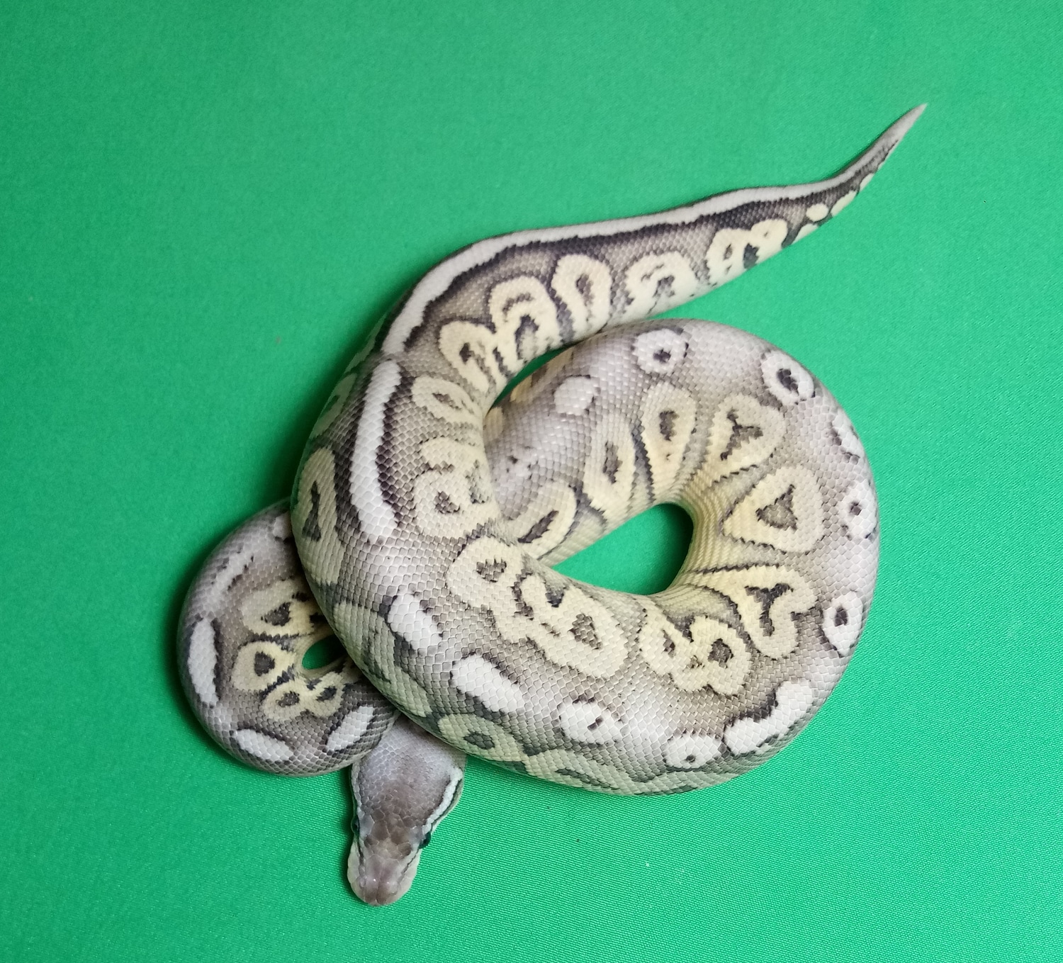 Sterling Ball Python by Morphmart Reptiles LLC - MorphMarket