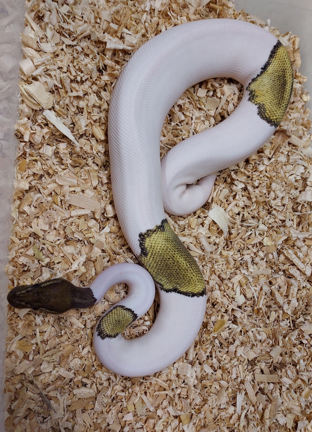 Ghi Mojave Pied Ball Python by Morphmart Reptiles LLC MorphMarket