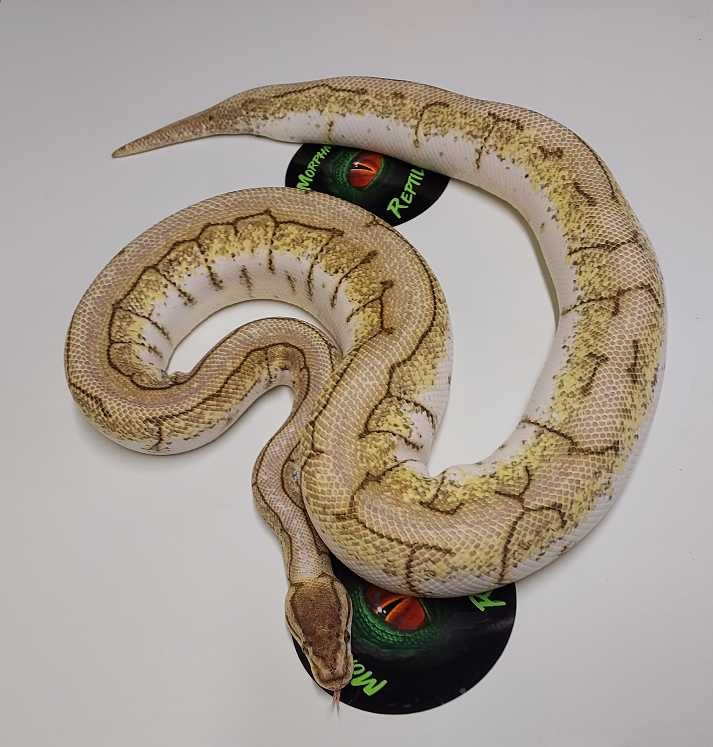 Mojave Spinner Blast Ball Python by Morphmart Reptiles LLC - MorphMarket