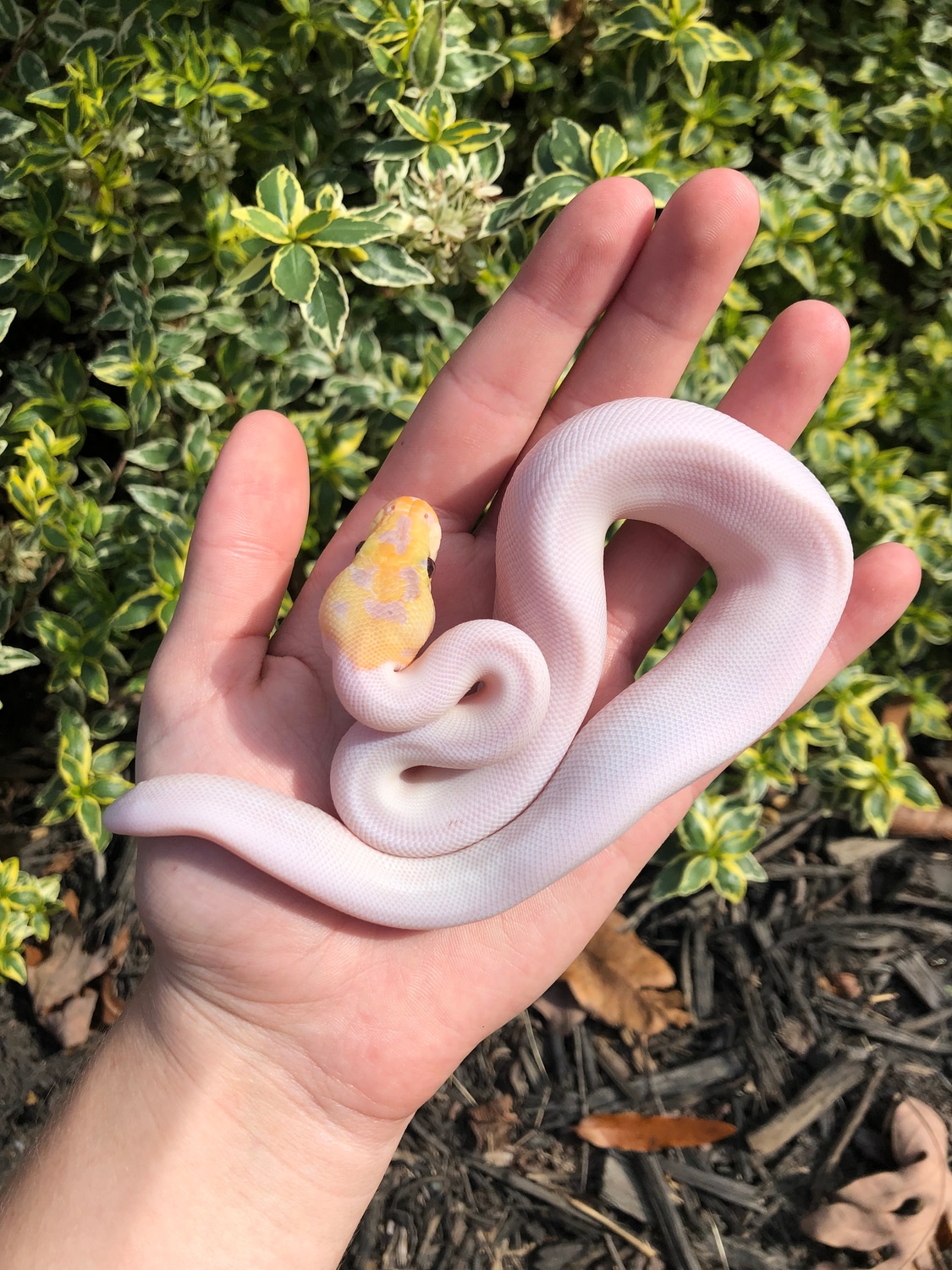Banana Spider Pied Ball Python by Morph Maze MorphMarket