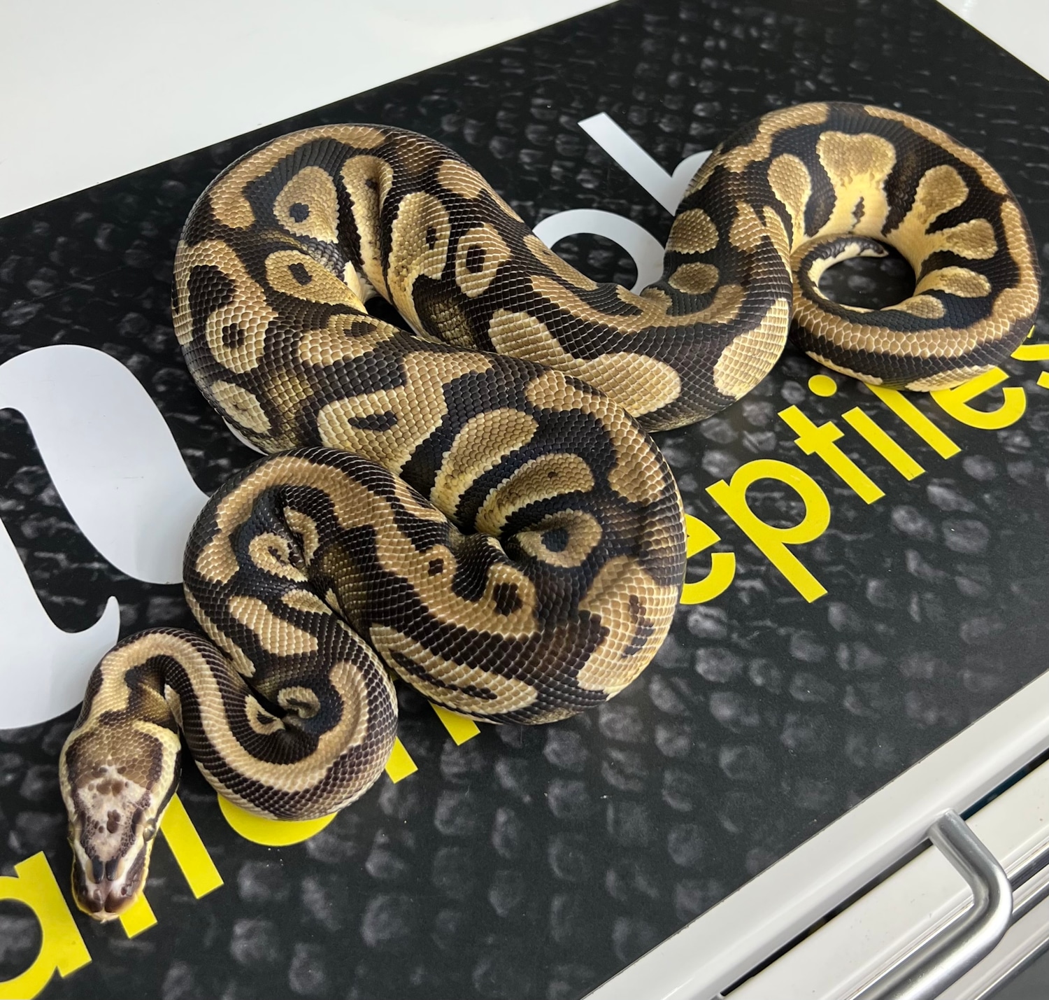 Scaleless Head Ball Python by Morph Nation Reptiles - MorphMarket