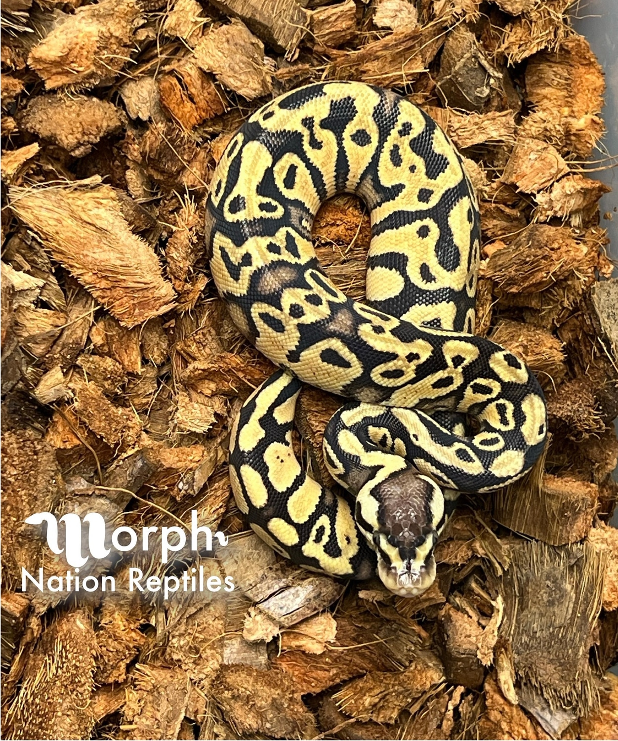 Pastel HRA Ball Python by Morph Nation Reptiles MorphMarket