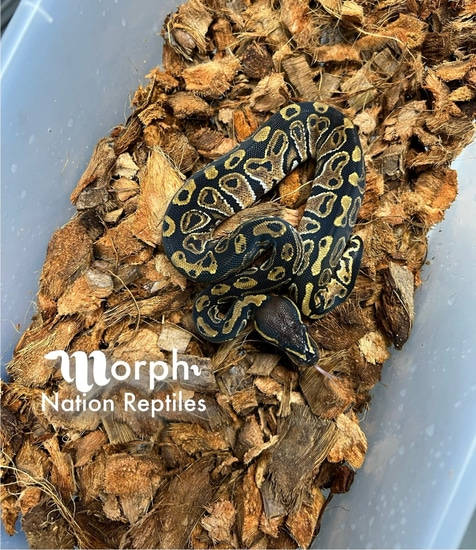 Trick Ball Python by Morph Nation Reptiles