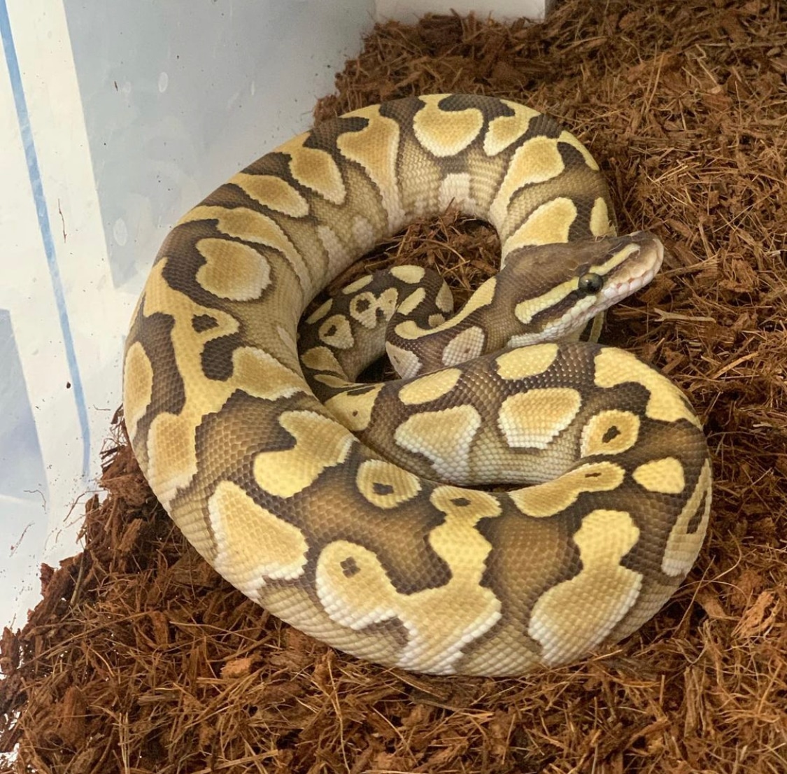 Butter Pos Granite Het Clown Ball Python by Morpholics - MorphMarket