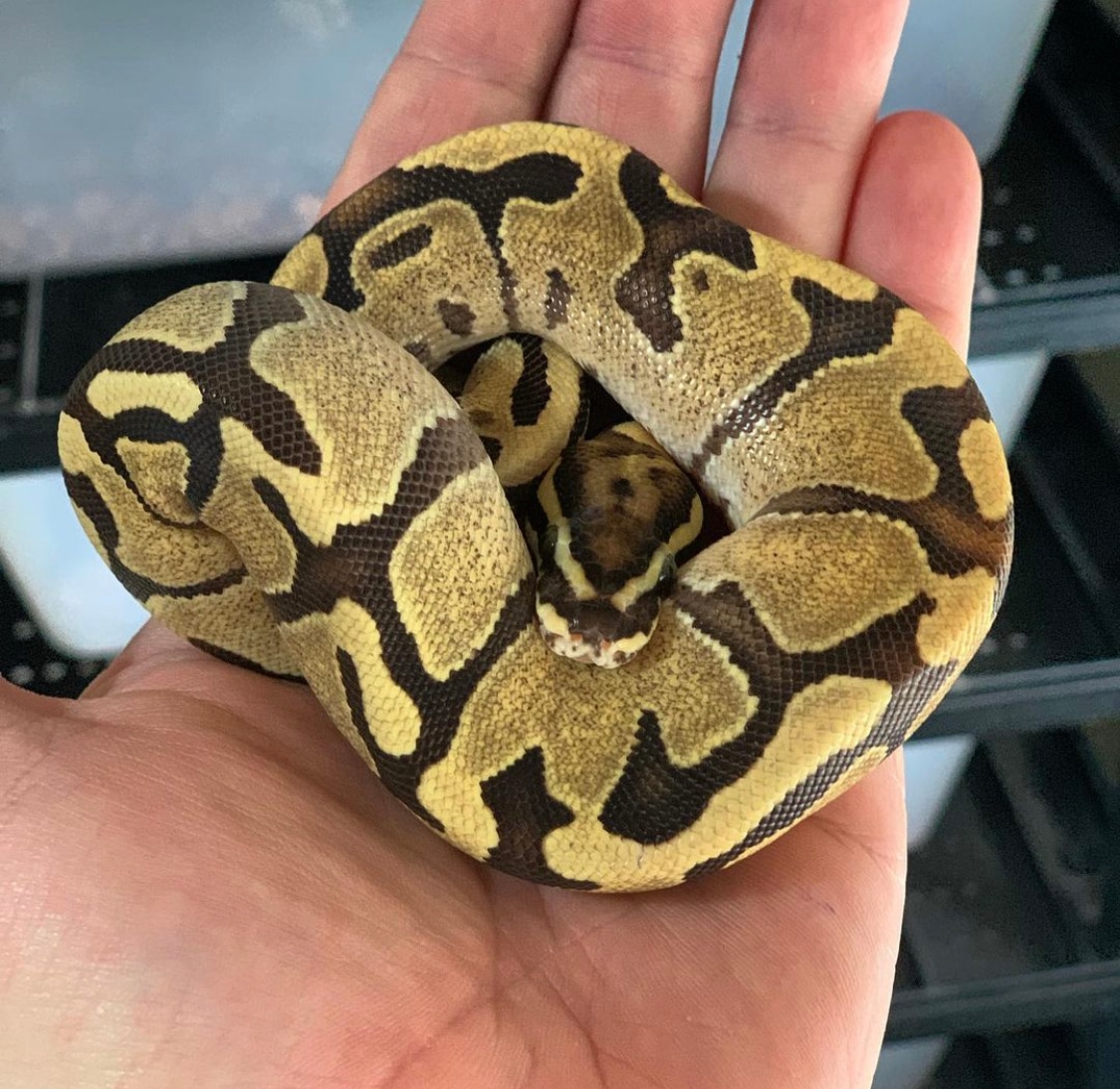 Enchi Disco/Fire Ball Python by Morpholics - MorphMarket