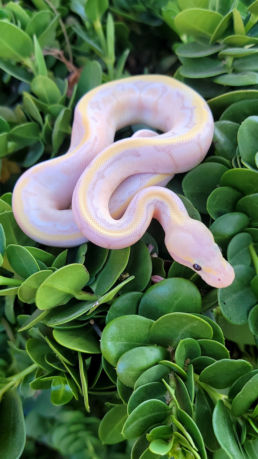 Hypo Banana (Pos) Vanilla Pastel Pinstripe Calico 50 Het Pied Ball