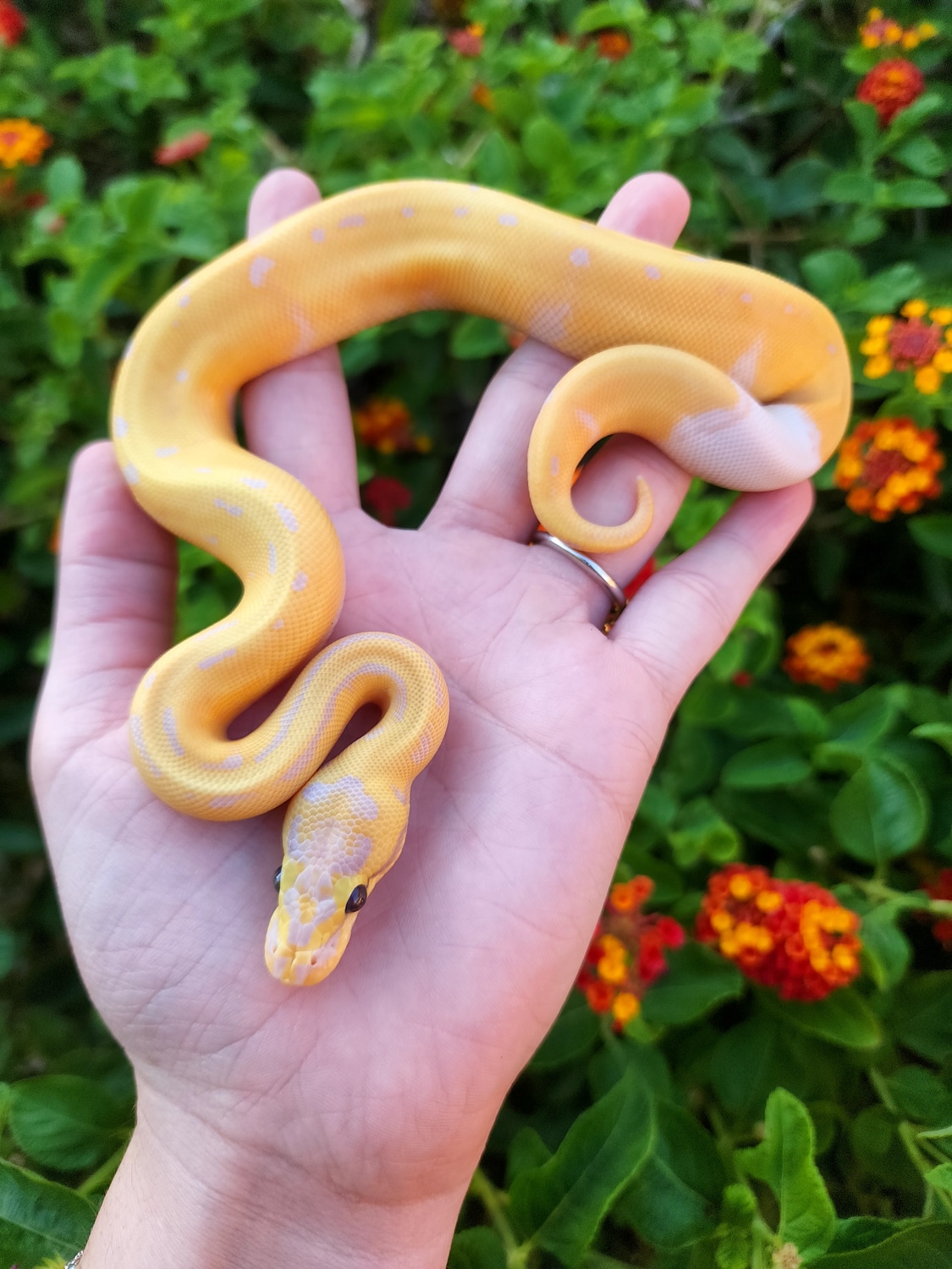 Banana Pin Pied 100% Het Hypo Ball Python by MorphOrium LLC - MorphMarket