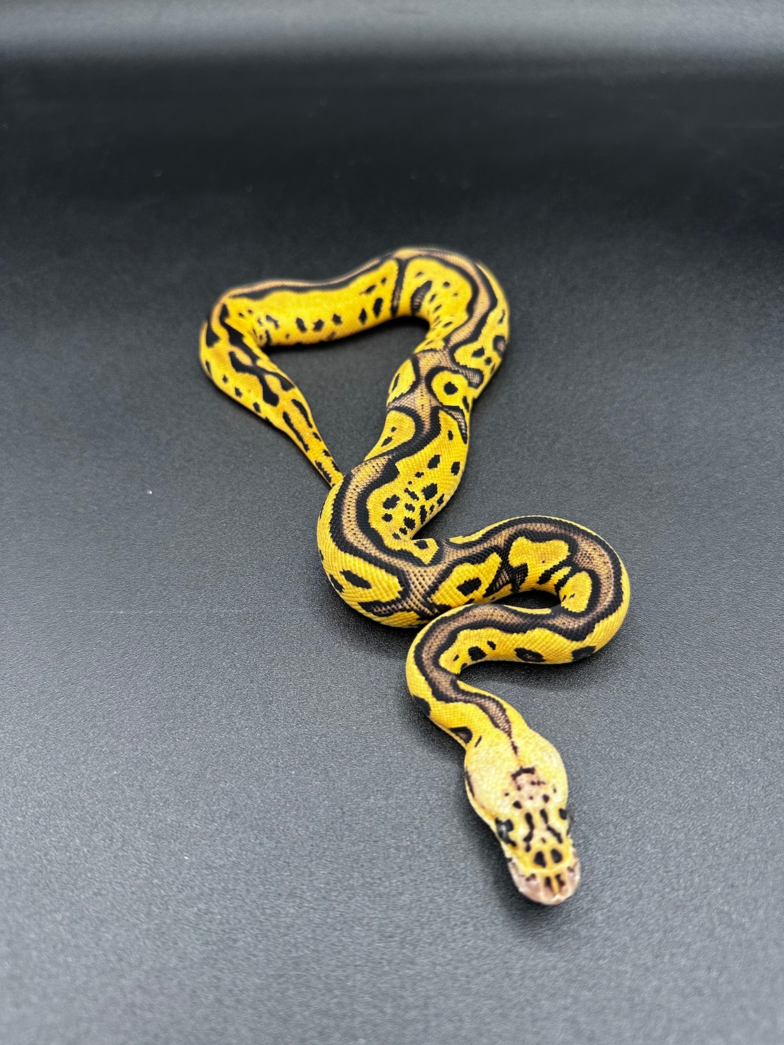Orange Dream Pastel Leopard Clown Ball Python by MorphOrium LLC ...