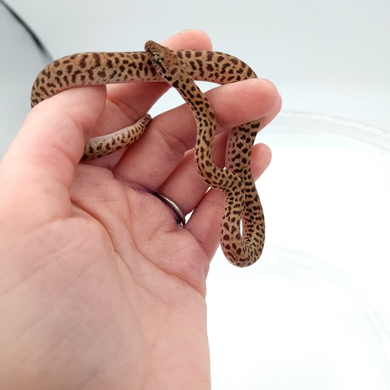 Childrens Python Children's Python by MorphOrium LLC