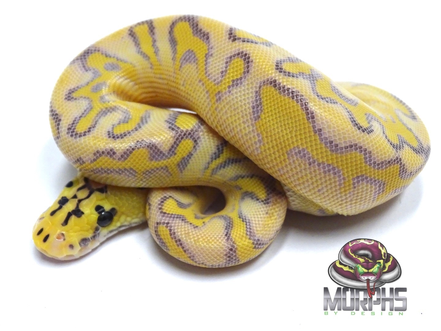 Pastel Enchi Highway Poss Super Enchi Clown Ball Python by Morphs By