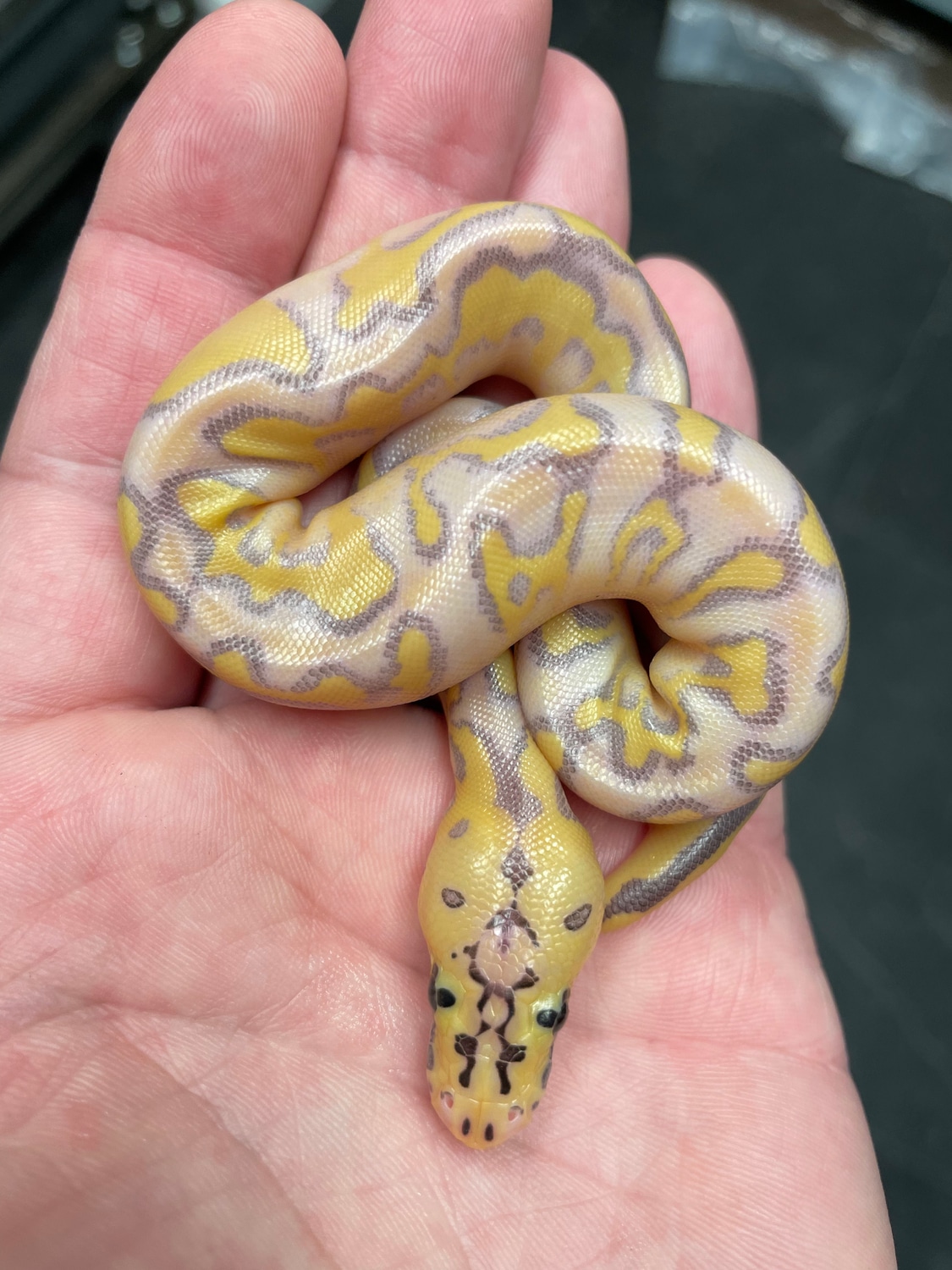 Pastel Enchi Highway Poss Super Enchi Clown Ball Python by Morphs By