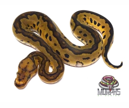 Orange Dream Redstripe Yellowbelly Spotnose Clown Ball Python by Morphs ...