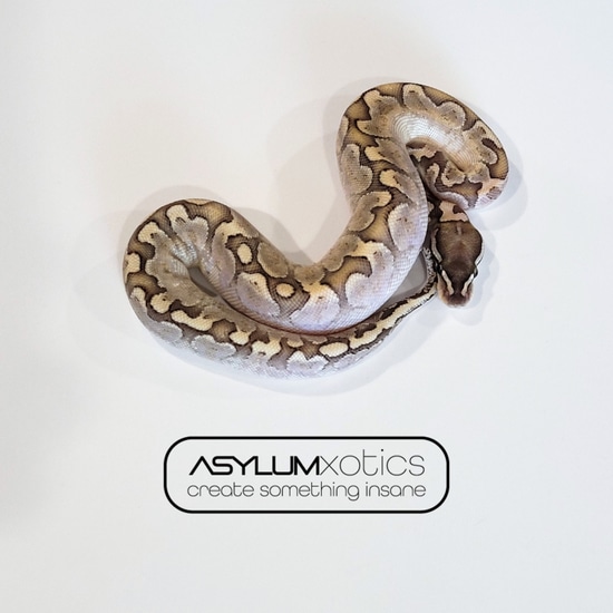 Bamboo Mirage Yellow Belly Ball Python by Asylum Xotics