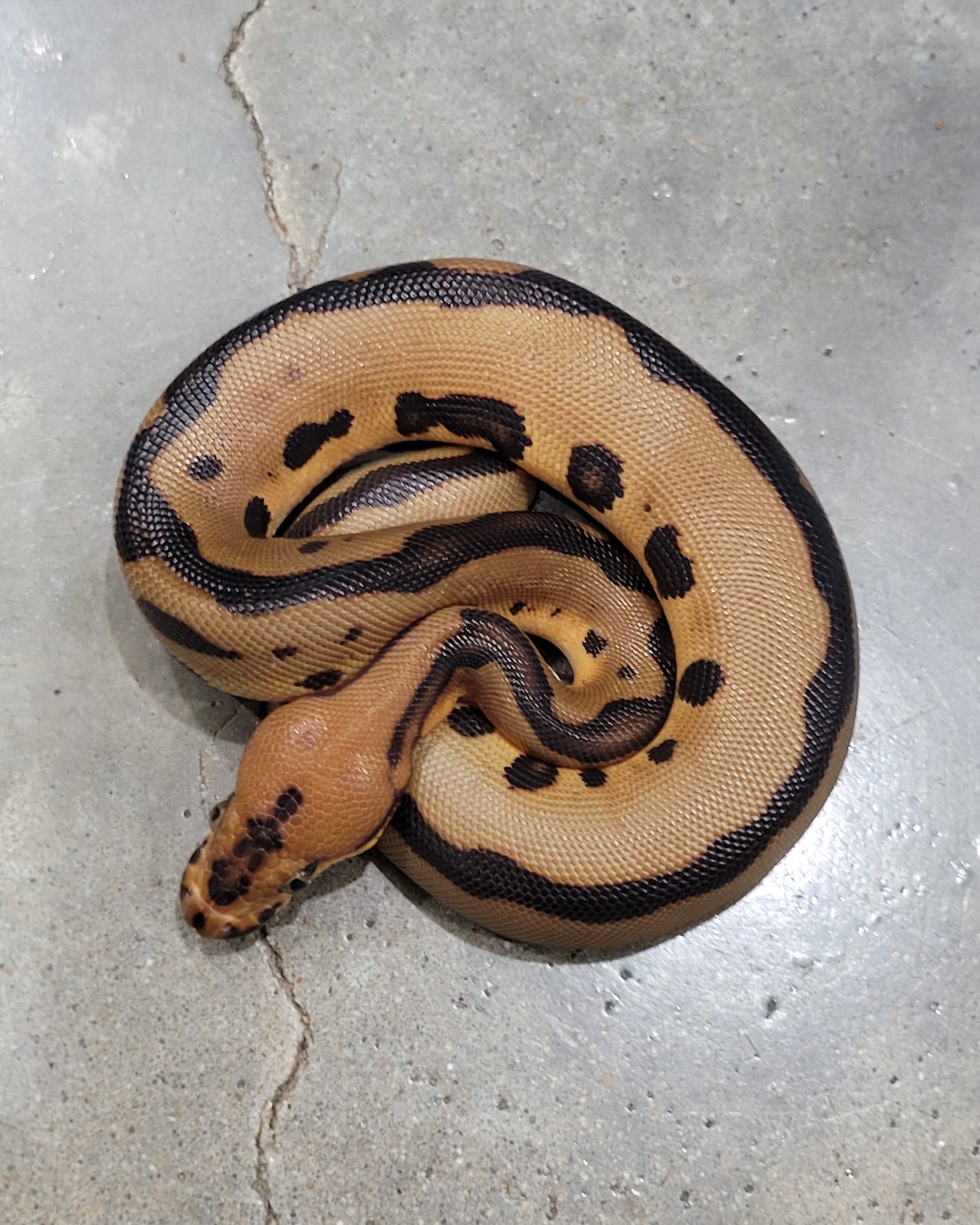 Super Leopard Clown Ball Python by Asylum Xotics - MorphMarket