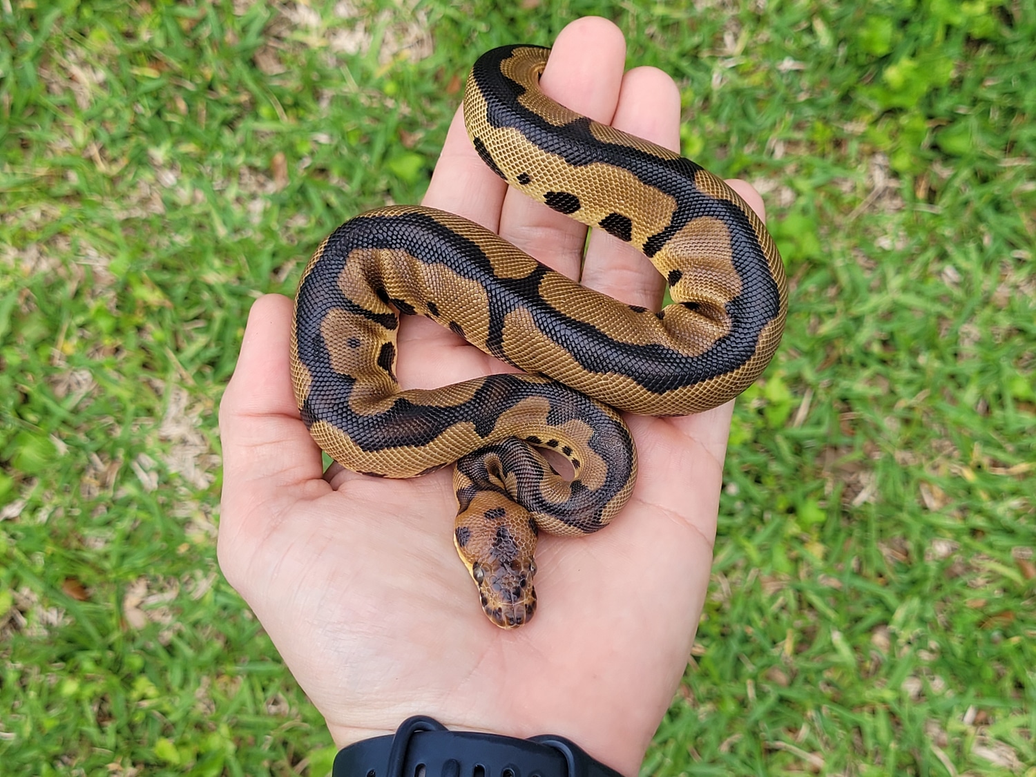 Leopard Clown *Free Shipping* Ball Python by Asylum Xotics MorphMarket