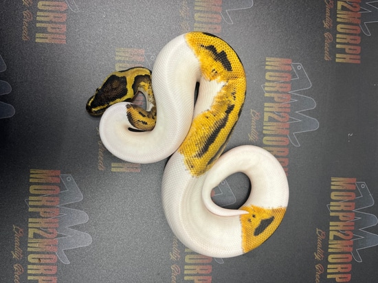 Pastel Black Pastel Pied Pos YB Ball Python by Morph 2 Morph