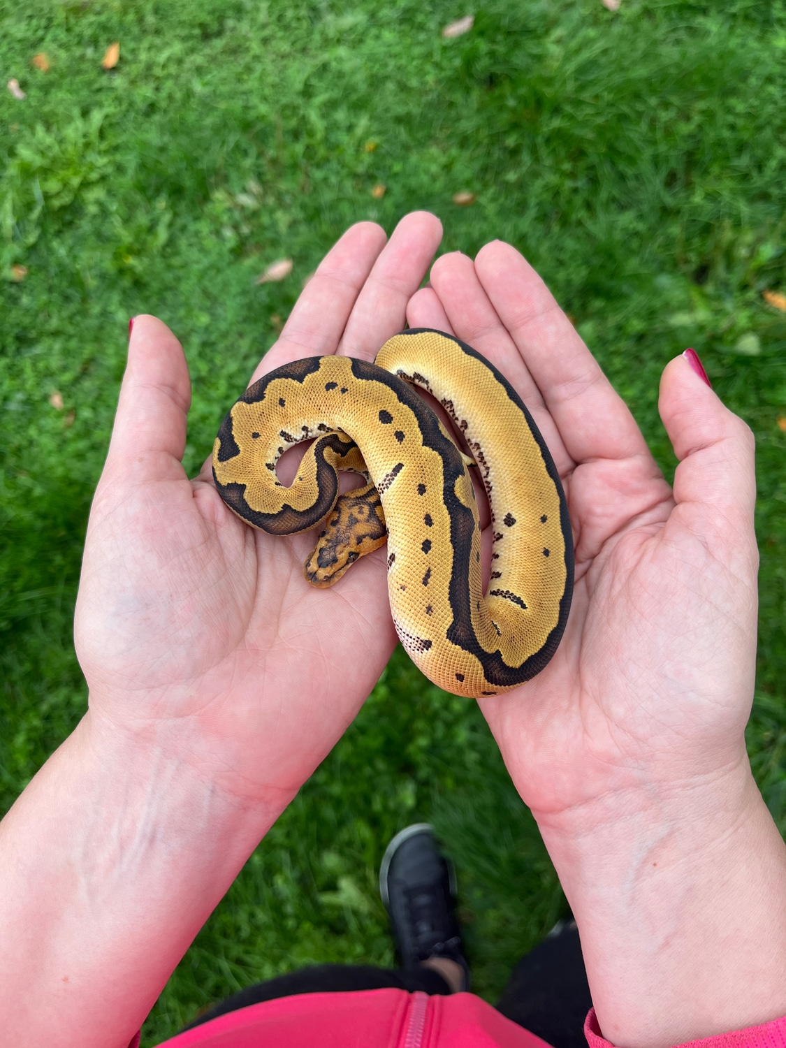 Female Clown Ball Python by Morphworx MorphMarket