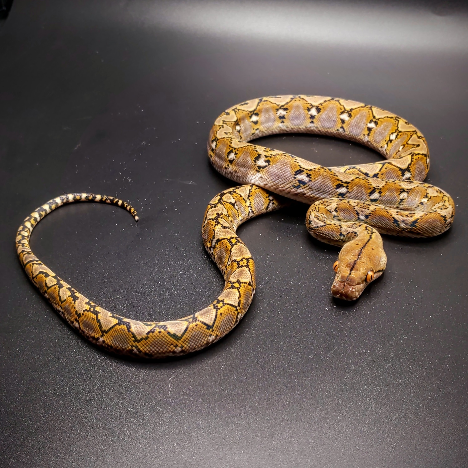 2020 Female Dwarf / Superdwarf 100% Het. Snow Reticulated Python by ...