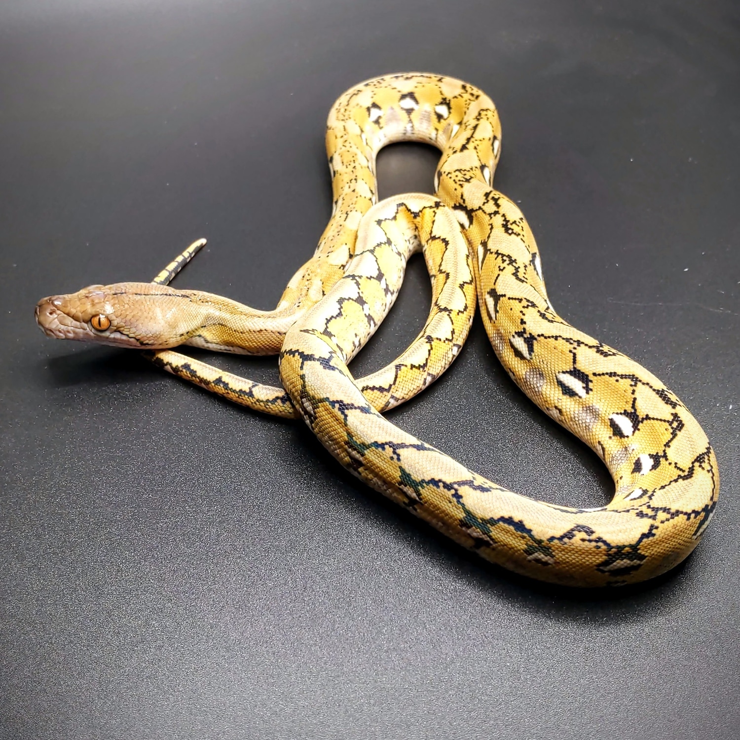 SALE! 2021 37.5% Dwarf Platinum Het. Genetic Stripe Reticulated Python ...