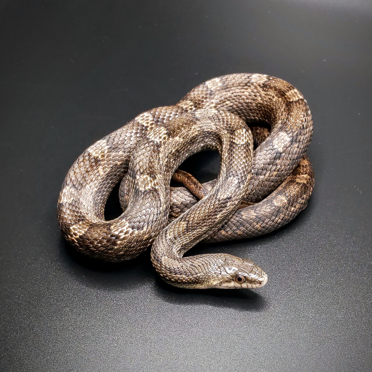 SALE! PAIR Scaleless And Het Scaleless 100% Het Amel Western Rat Snake ...