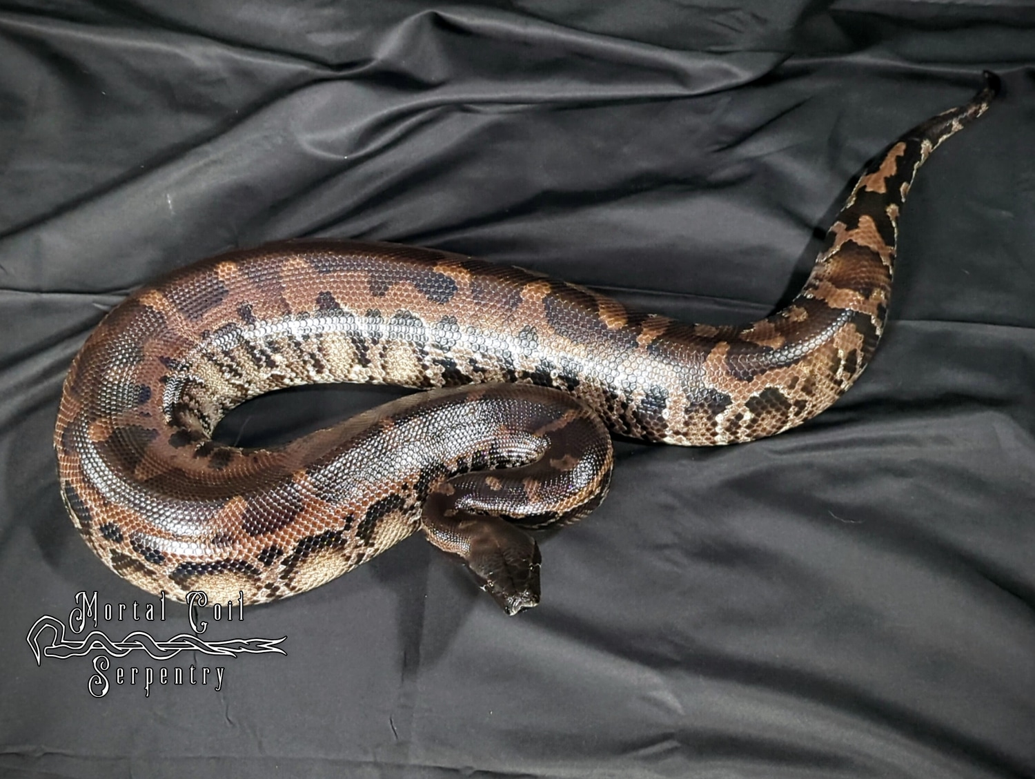 Muninn Sumatran Short-Tailed Python by Mortal Coil Serpentry - MorphMarket