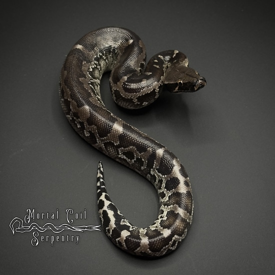 Sumatran Short-tailed Python, Female, 2024 Sumatran Short-Tailed Python ...