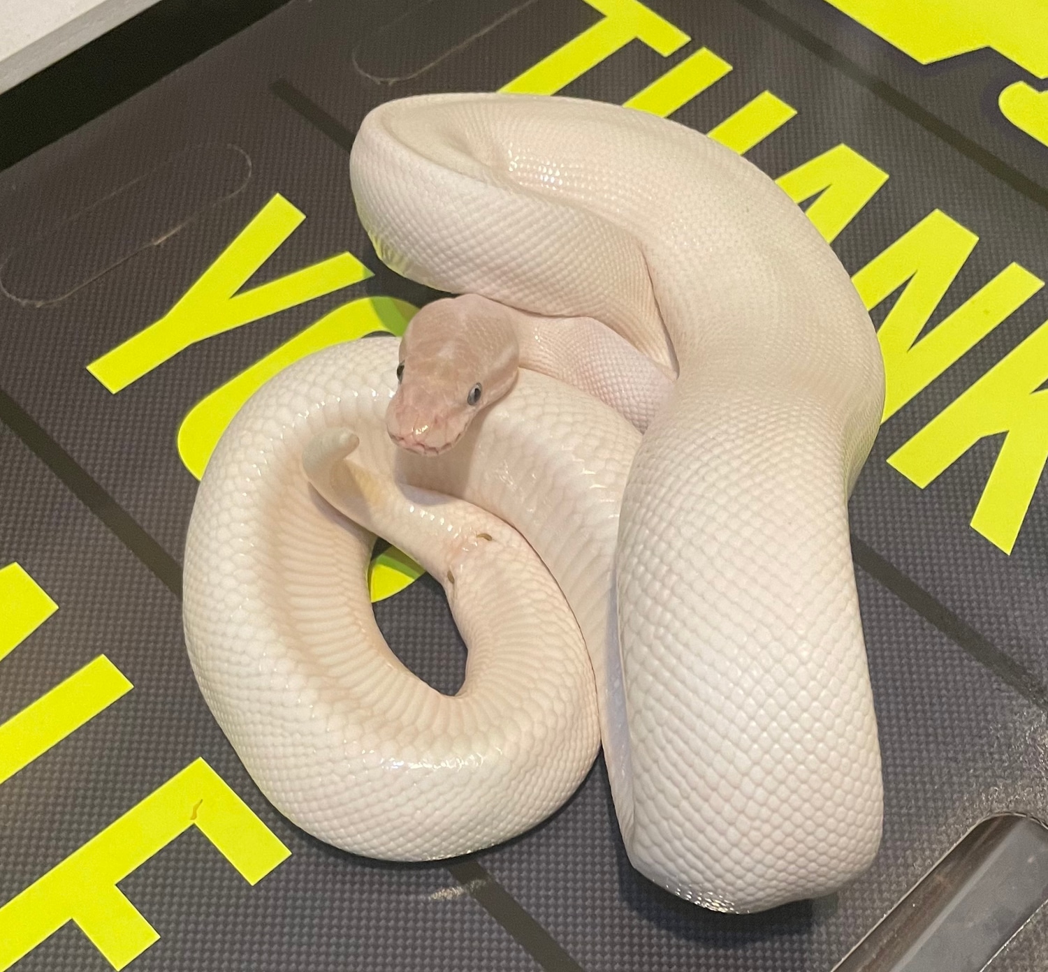 Banana Purple Passion Ball Python by Mortls Mutations - MorphMarket