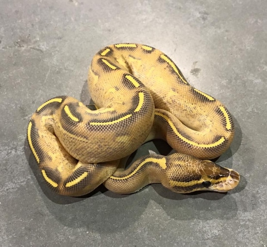 Highway Ball Python by Morton Wright Reptiles - MorphMarket