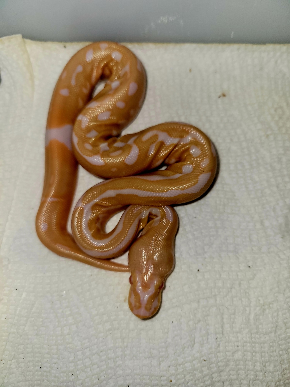Leopard Spotnose Albino Ball Python by Morton Wright Reptiles MorphMarket
