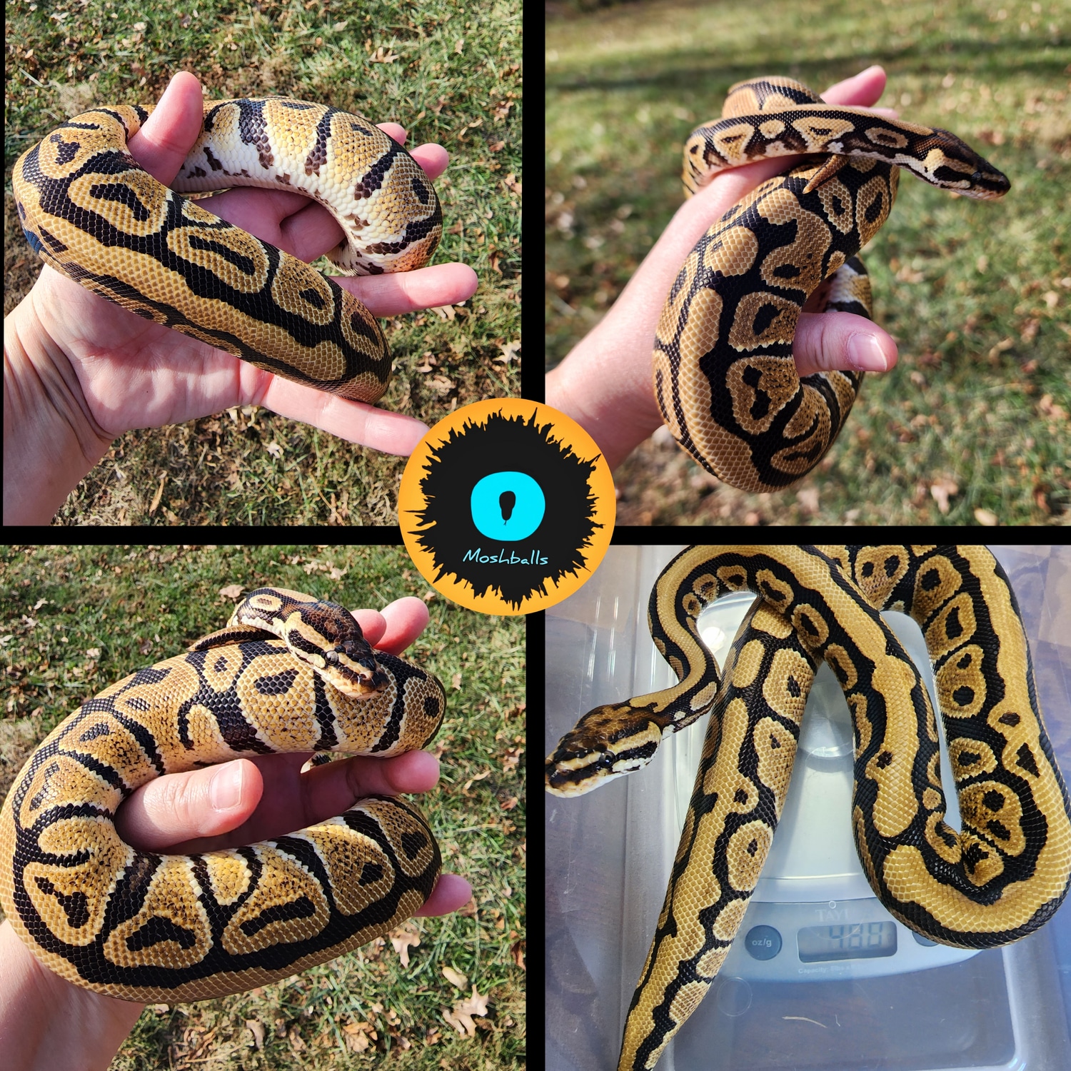 BLACK FRIDAY Spotnose Granite Het Clown Ball Python by Moshballs