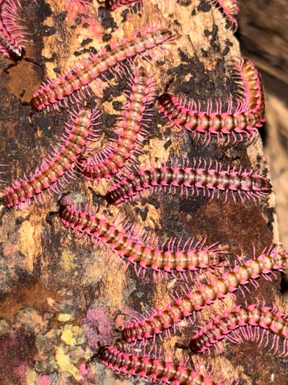 25ct Desmoxytes Planata Pink Dragons Millipede by Lichen and Leaves