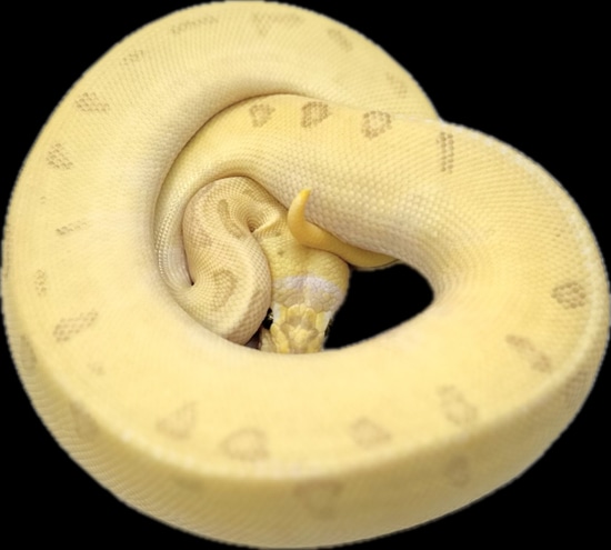 Super Enchi Super Orange Dream Pinstripe Pastel Fire Ball Python by ...