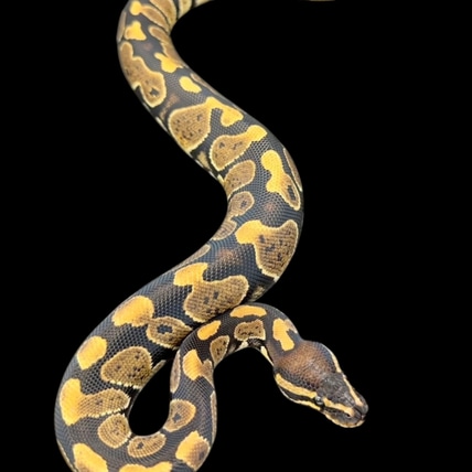 Gravel (Special Or Russo) Ball Python