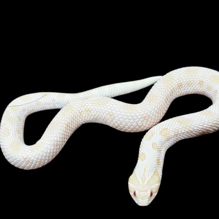 Albino Het Axanthic Western Hognose