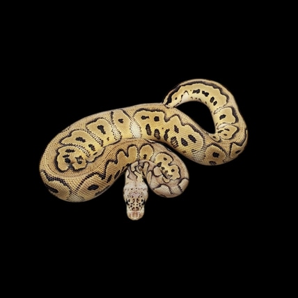 Pastel Clown Het Puzzle Ball Python