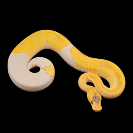 Champagne Poss Enchi 100% QH Hypo, DG, Clown, Pied Ball Python