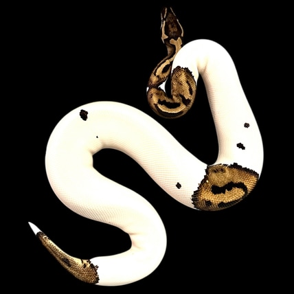 Pied Het Hypo Het Ultramel Ball Python