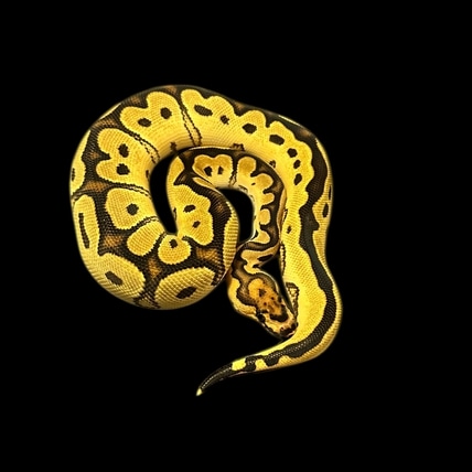 Super Orange Dream Yellowbelly Clown Het Pied Ball Python
