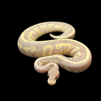 Stranger Cinnamon Banana Ball Python