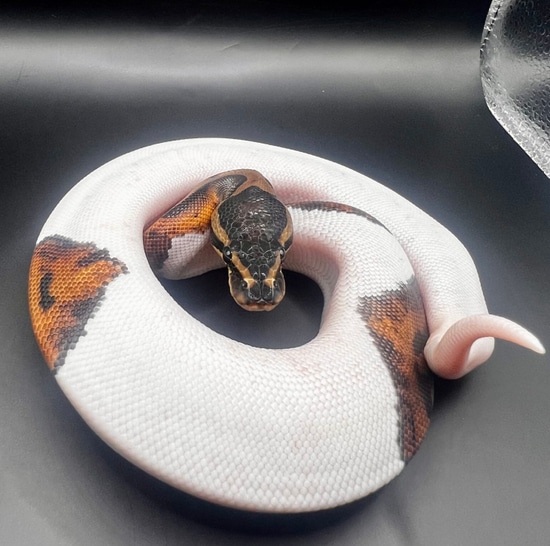 Normal Pied Ball Python by Mothra’s Morphs