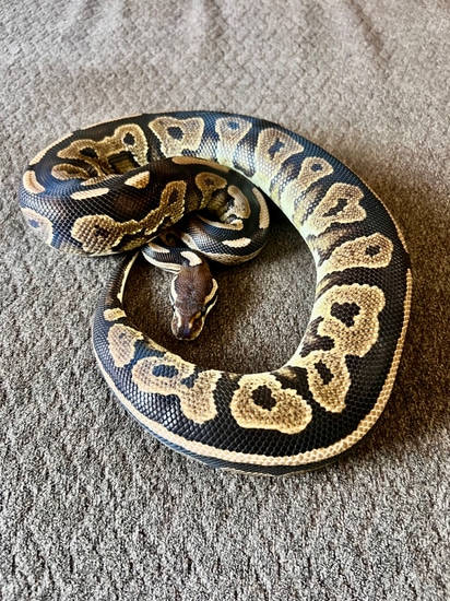 Black Pastel 66% Het Pied And Albino Ball Python by Mothra’s Morphs