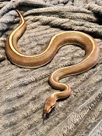 Cinnamon Python Morph Cinnamon Genetic Stripe Ball Python by Mothra’s Morphs