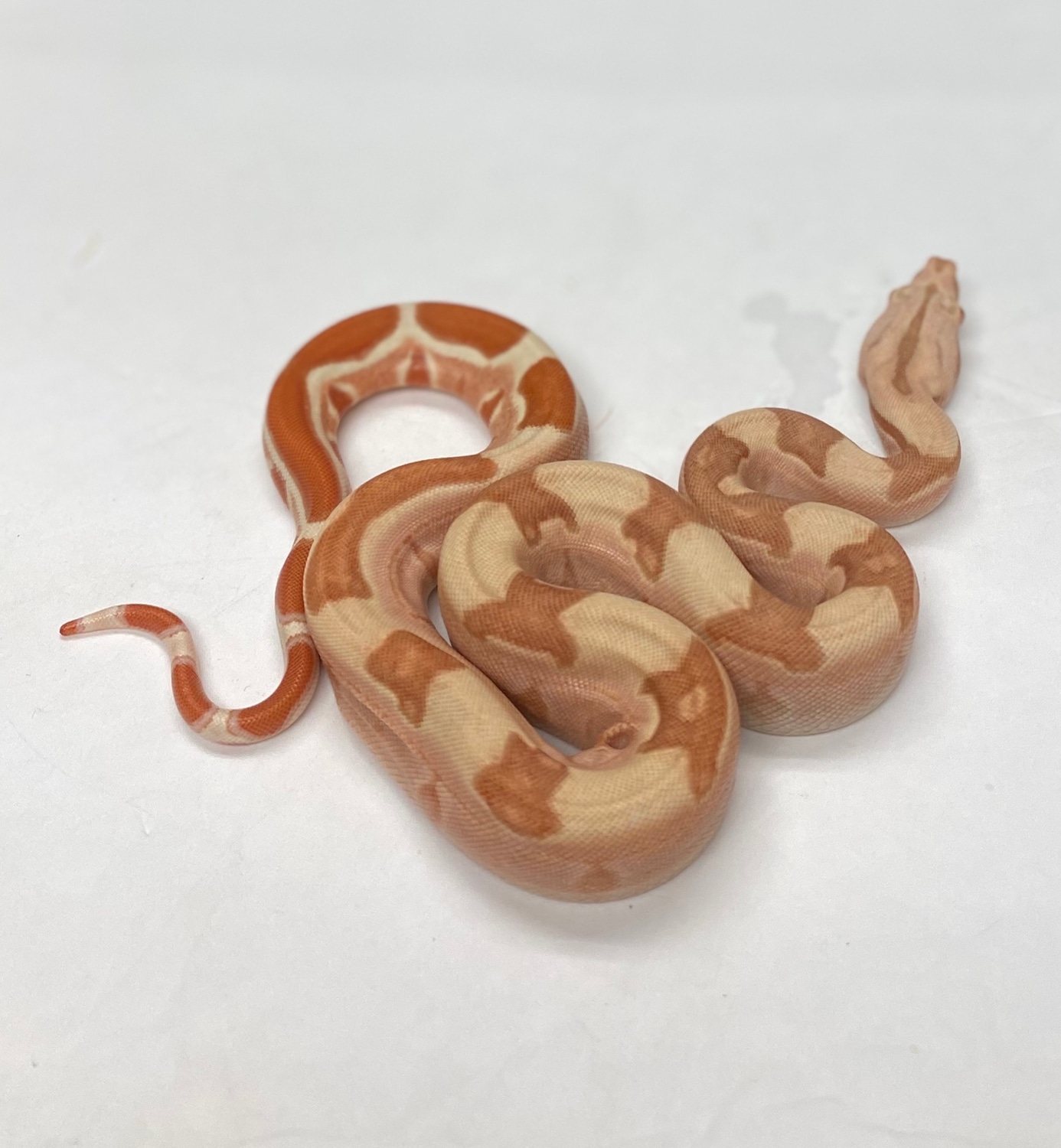 Lipstick Sunglow Jungle Boa Constrictor by Motion Reptiles MorphMarket